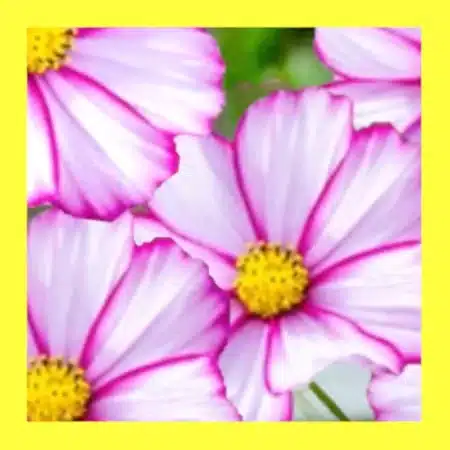 FLOWER_COSMOS_SENSATION_CANDY_STRIPE