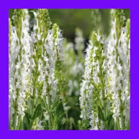HERB_HYSSOP_WHITE_(JUFA)