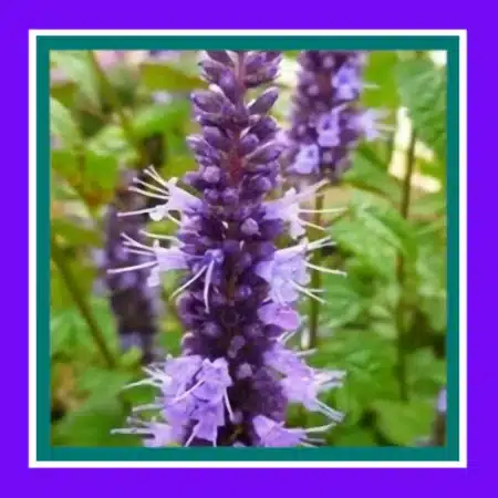 HERB_MINT_KOREAN_(SALE)